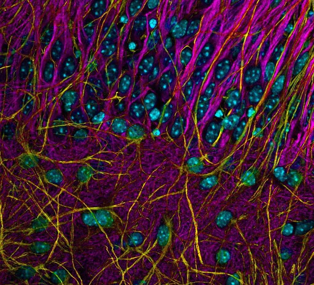 nikonkoki_neon_wilderness