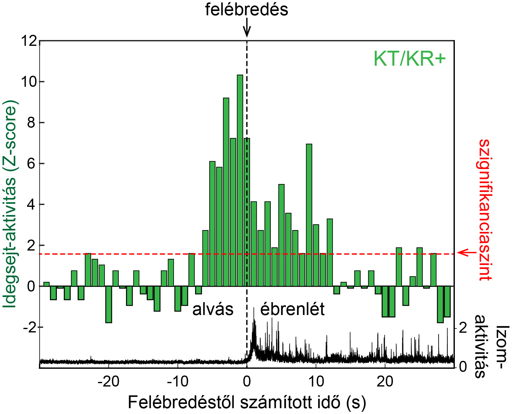A középső talamusz kalretininsejteinek aktivitása több másodperccel előre jelzi a felébredést (izommozgást). A megnövekedett aktivitás fennmaradhat akár több mint 10 másodpercig – forrás: MTA KOKI A középső talamusz kalretininsejteinek aktivitása több másodperccel előre jelzi a felébredést (izommozgást). A megnövekedett aktivitás fennmaradhat akár több mint 10 másodpercig