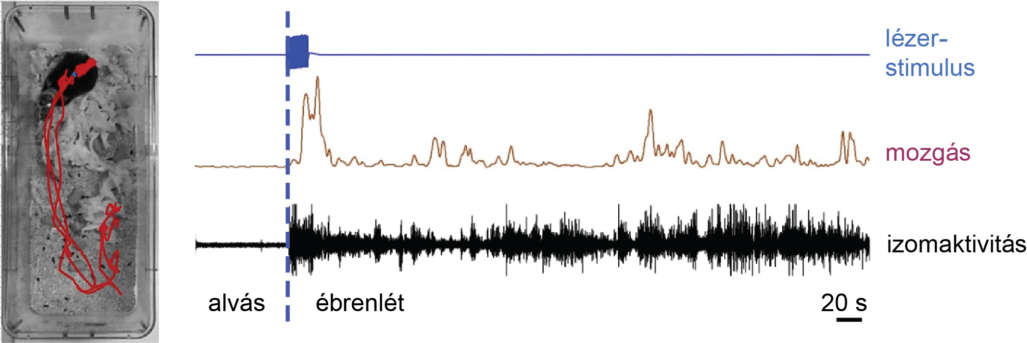 Alvás során a DMT kalretininsejtjeinek szelektív aktiválása lézerrel (kék) hosszú idejű felébredést okoz. A kísérleti állat elhagyja a fészkét (piros vonal jelezte útvonalon mozog; bal oldali fotó), és tartós percekig fennálló mozgás- (lila) és izomaktivitást (fekete) mutat – forrás: MTA KOKI Alvás során a DMT kalretininsejtjeinek szelektív aktiválása lézerrel (kék) hosszú idejű felébredést okoz. A kísérleti állat elhagyja a fészkét (piros vonal jelezte útvonalon mozog; bal oldali fotó), és tartós percekig fennálló mozgás- (lila) és izomaktivitást (fekete) mutat