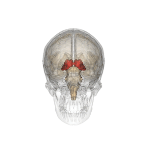 A talamusz helyzete az emberi agyban