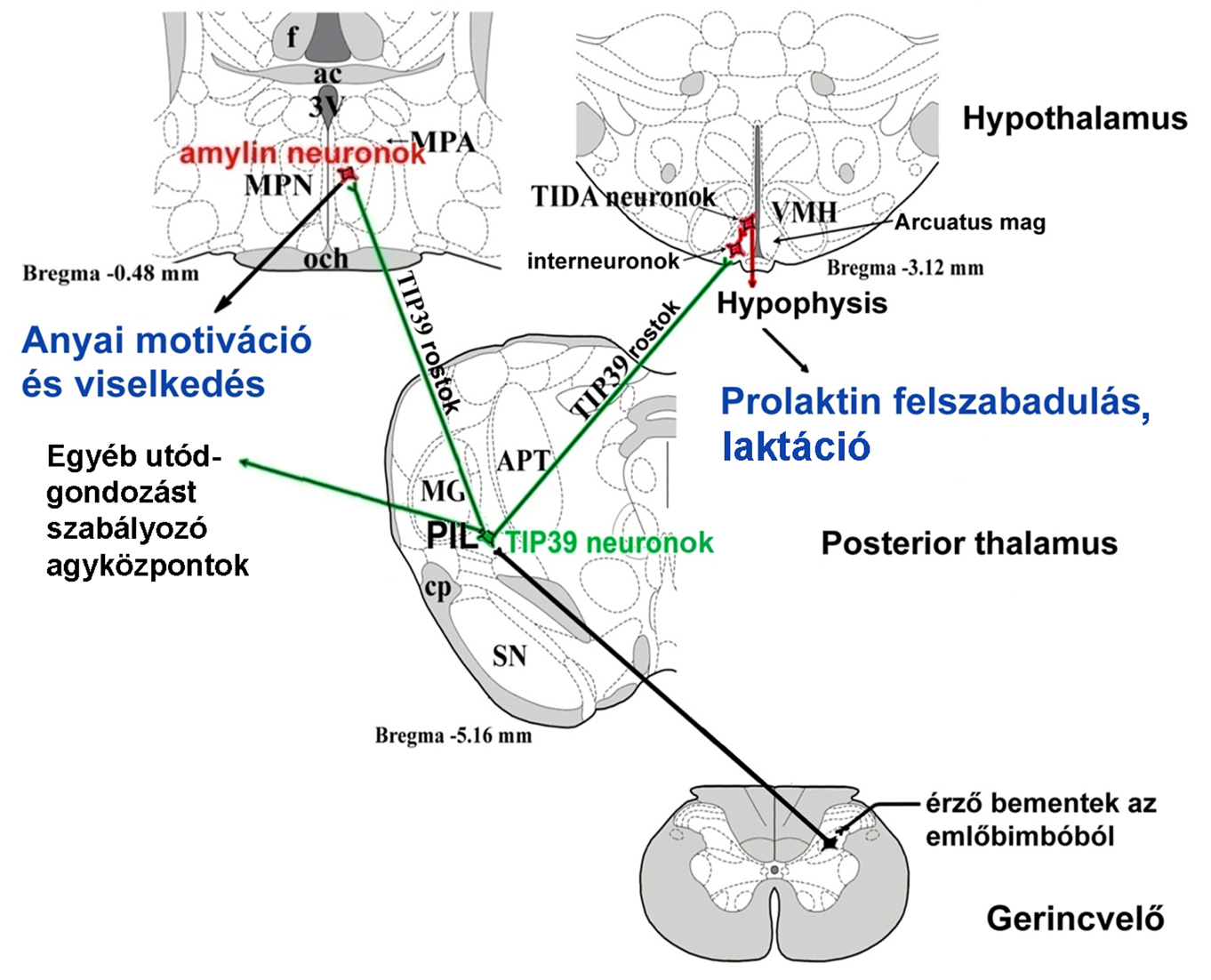 Molekuláris és Rendszer Neurobiológiai Kutatócsoport - Dobolyi Árpád - a kutatócsoport által azonosított idegpálya