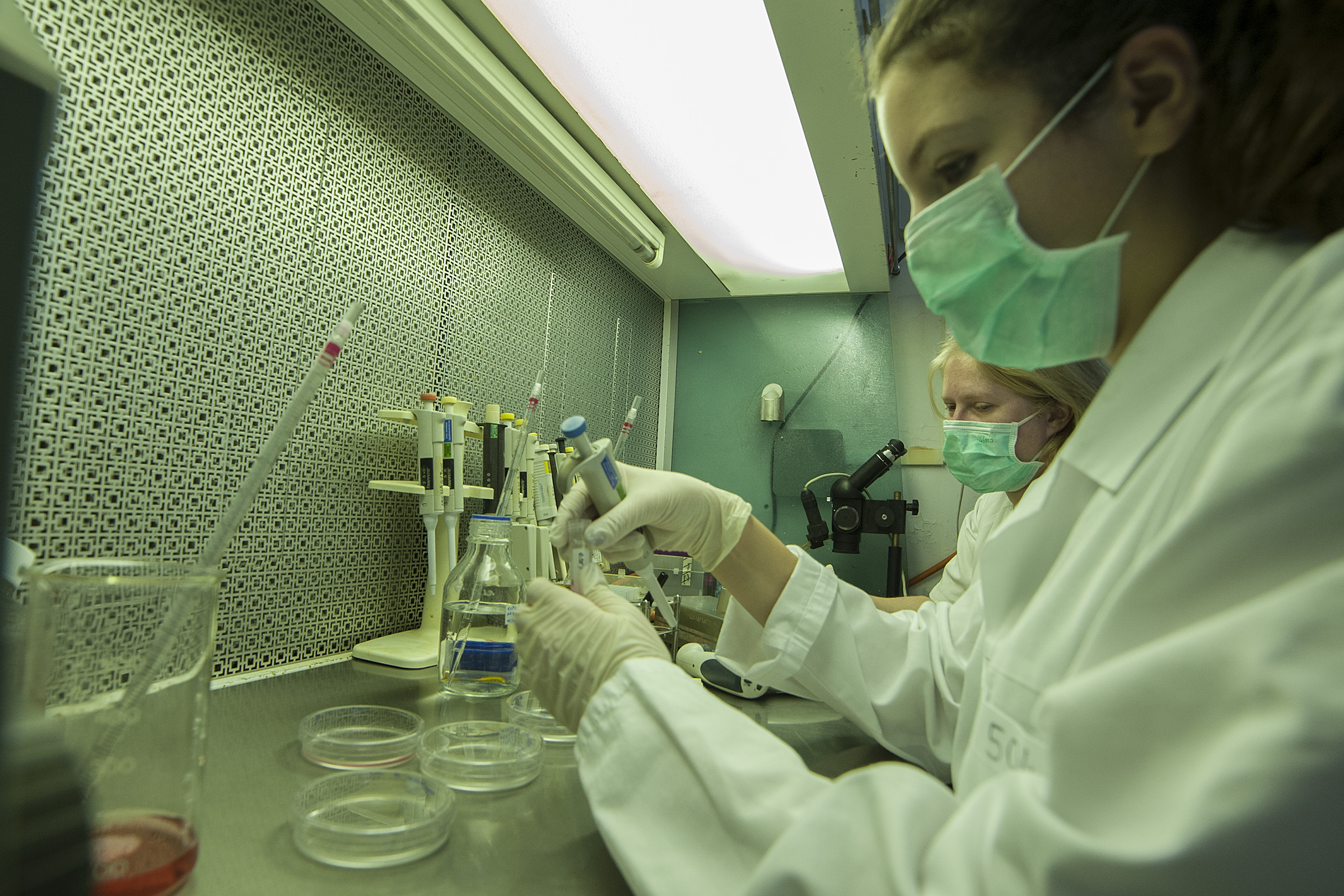 Folyik a munka Dénes Ádám kutatócsoportjának laboratóriumában – forrás: mta.hu/Szigeti Tamás Folyik a munka Dénes Ádám kutatócsoportjának laboratóriumában - forrás: mta.hu/Szigeti Tamás