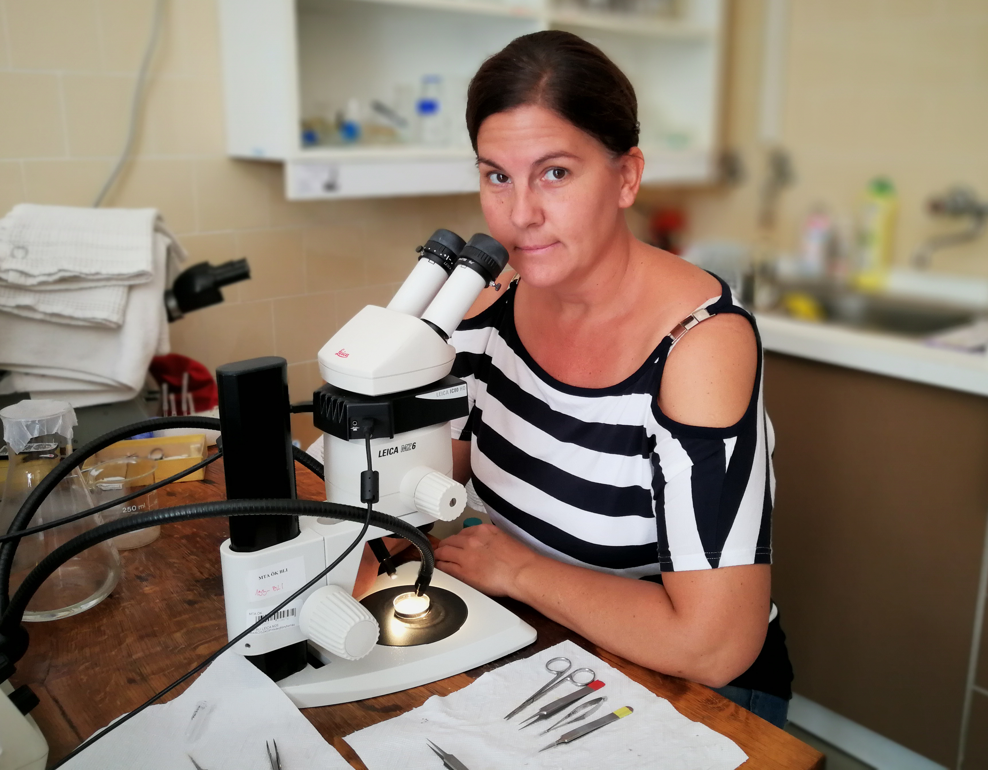 MTA-ÖK BLI_NAP Adaptációs Neuroetológiai Kutatócsoport – László Zita. Elektrofiziológiai preparátum készítése a nagy mocsári csigából (Lymnaea stagnalis) MTA-ÖK BLI_NAP Adaptációs Neuroetológiai Kutatócsoport – László Zita. Elektrofiziológiai preparátum készítése a nagy mocsári csigából (Lymnaea stagnalis)