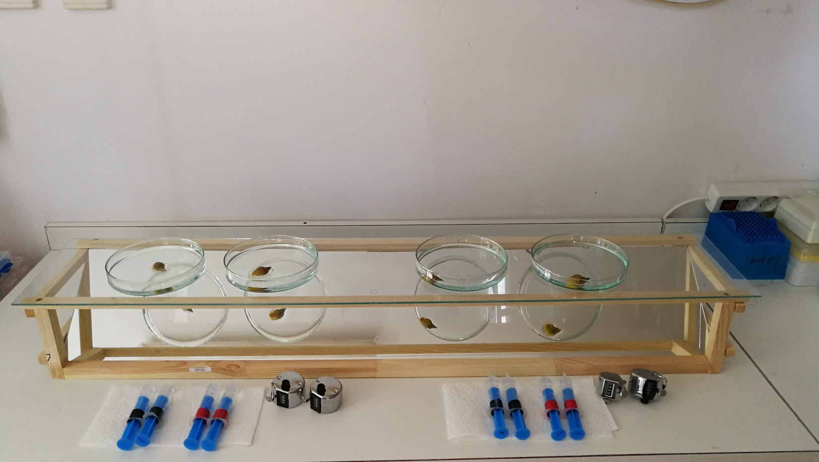 MTA-ÖK BLI_NAP Adaptációs Neuroetológiai Kutatócsoport – Viselkedési teszt a nagy mocsári csigával MTA-ÖK BLI_NAP Adaptációs Neuroetológiai Kutatócsoport – Viselkedési teszt a nagy mocsári csigával