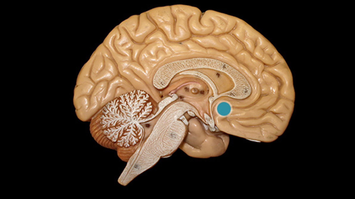 A bazális előagy elhelyezkedése egy szemléltető agymodellen (kékkel jelölve)